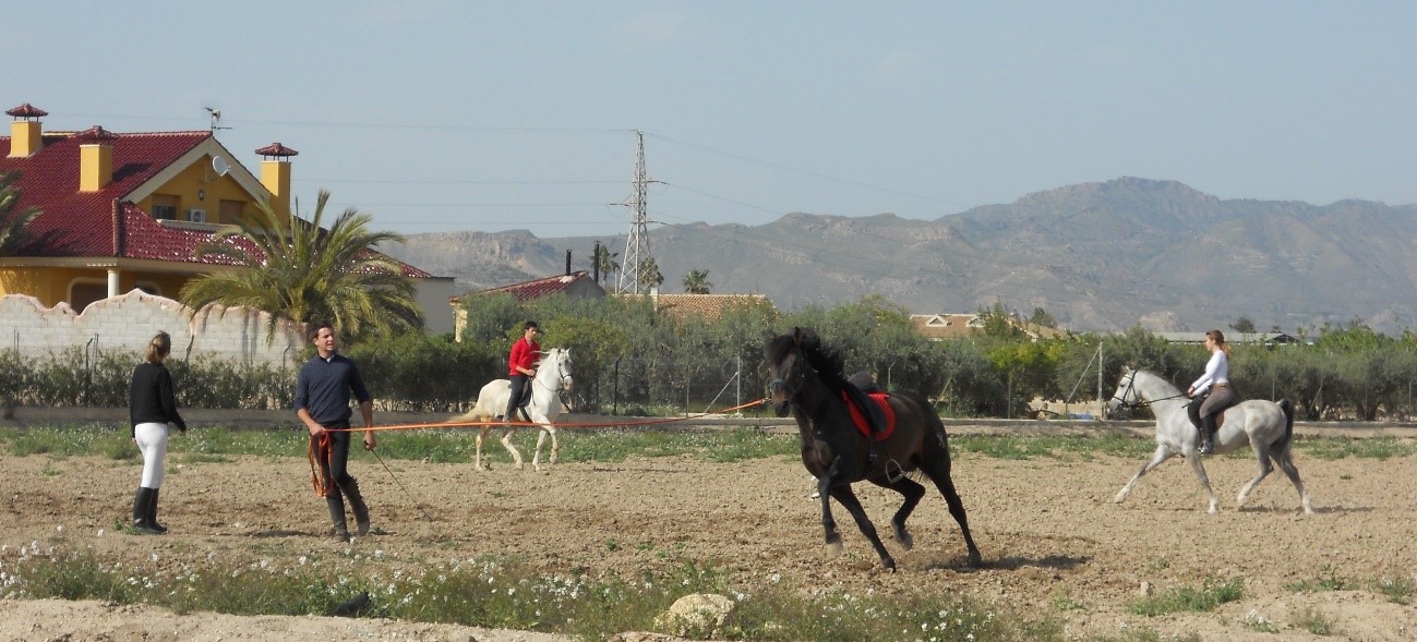 Prácticas caballos