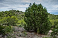 Ejemplar de Ciprés Cartagenero como el que se plantará en el Parque Regional de Calblanque, Monte de Las Cenizas y Peña del Águila.