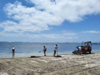 El dispositivo del Gobierno regional realizando labores de limpieza de retirada de biomasa en el Mar Menor.