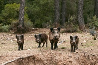 Ejemplares de jabalí en Sierra Espuña