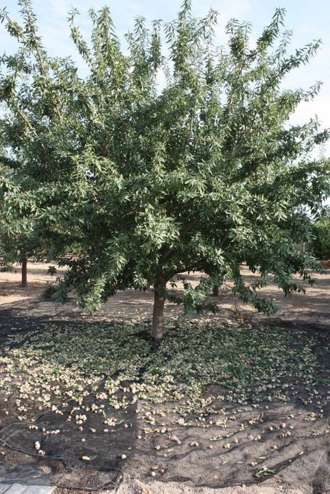 Recolección de almendros