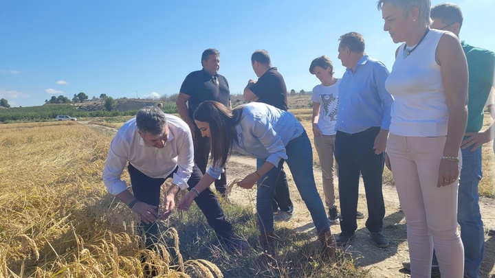 La consejera Sara Rubira comprueba la calidad del cultivo junto al presidente de la DOP Arroz de Calasparra, José Martínez