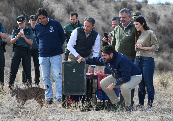 Suelta de dos nuevos linces ibéricos en las Tierras Altas de Lorca