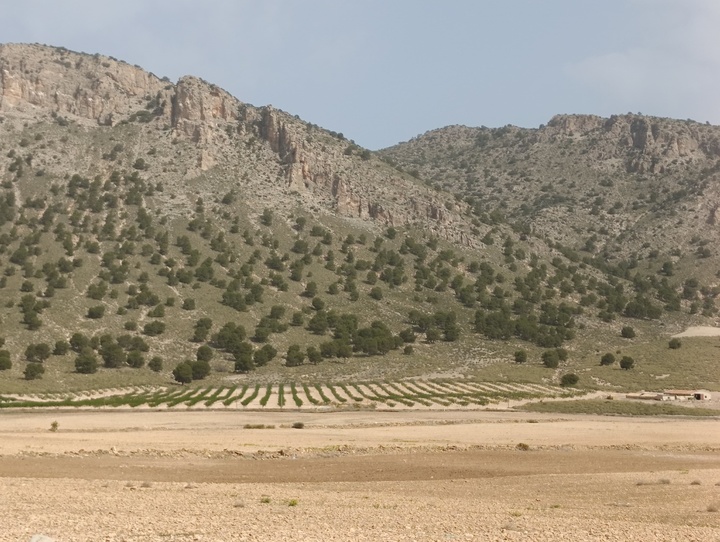 Imagen de archivo de una explotación agrícola de Zonas de Montaña en el municipio de Caravaca