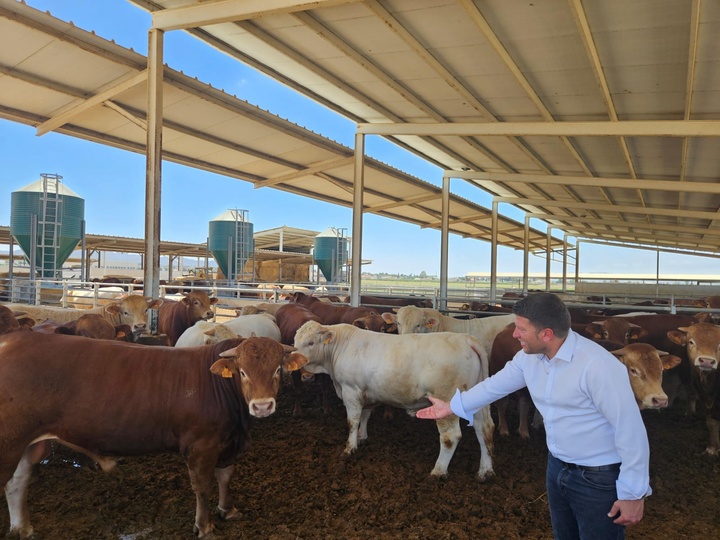 Se flexibilizan los movimientos de ganado bovino en la Región de Murcia tras ser declarada zona libre de tuberculosos bovina