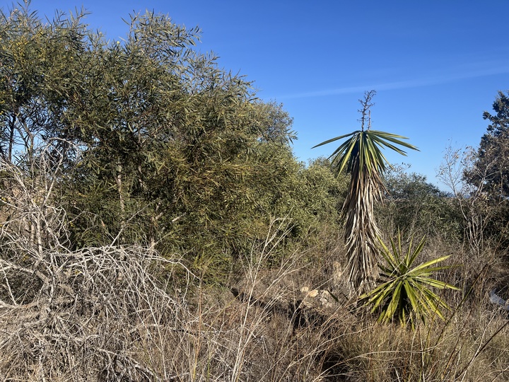 Acacia (izquierda) y yuca (derecha) son especies invasoras del Parque Regional de Calblanque.