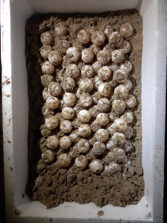 Imagen del artículo El primer anidamiento de tortuga boba en la Región esta temporada deja 101 huevos en la playa de El Pedruchillo de La Manga