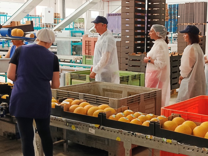 Imagen del artículo La Región de Murcia produce la mitad de los melones exportados por España que tienen a Alemania como principal destino