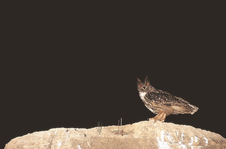 Avifauna nocturna en Carrascoy y El Valle