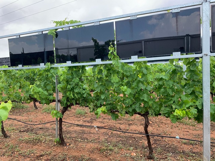 Estructuras agrovoltaicas para viñedos desarrollados con ayudas del Programa Regional de Transferencia de Conocimientos de las Fundación Séneca.