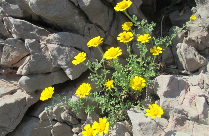 La manzanilla de Escombreras o anthemis chrysantha, especie considerada en 'Peligro de extinción'.