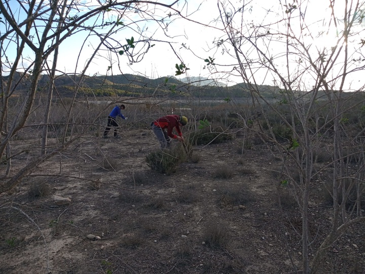 Trabajos de eliminación de Nicotina glauca con desbroces, ahoyado y plantación.