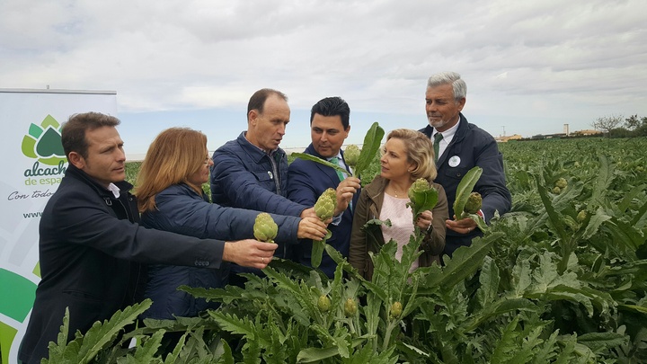 La consejera, acompañada por los alcalde de Torre Pacheco, San Javier y San Pedro del Pinamar, y por los representantes de Alcachofa de España, participa en el segundo corte de la alcachofa