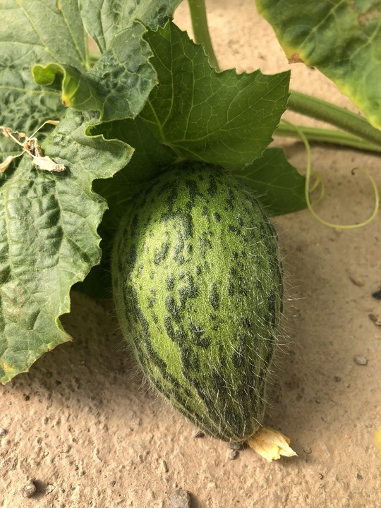 Melón hidroponico 24-10-18 (2)