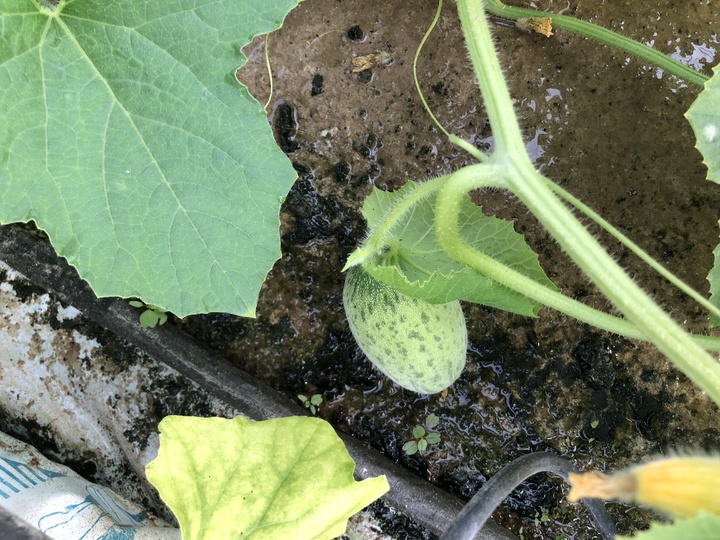 Melón hidroponico 24-10-18 (10)