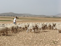Imagen de archivo de pastoreo en la zona de Caravaca de la Cruz
