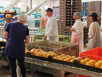 La consejera Sara Rubira en la visita a las instalaciones de procesado de melón de Medifruver