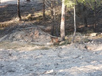 Uno de los linces liberados en las Tierras Altas de Lorca