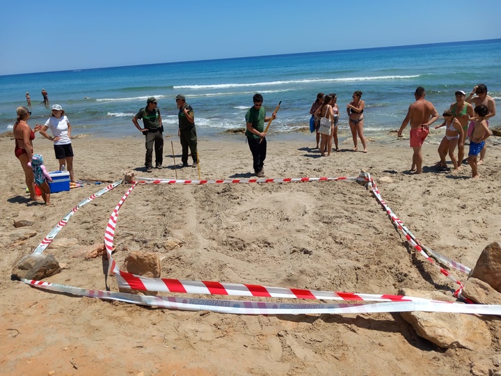 Zona acotada en la Playa de Amoladeras en Cartagena ante las huellas de una especia de tortuga boba, que solo abandona el agua para anidar o tratar de hacerlo.