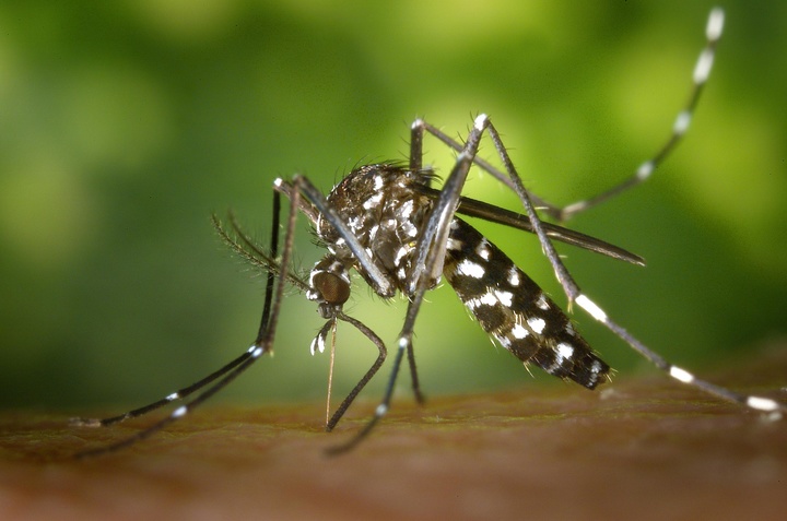 Los focos de cría del mosquito tigre suelen detectarse en los domicilios particulares