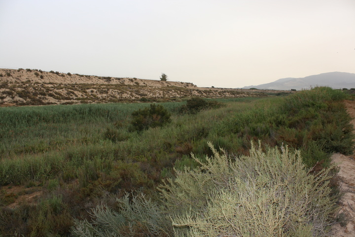 Espacio Natural Protegido de los Saladares del Guadalentín.